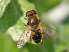 Eristalis interrupta